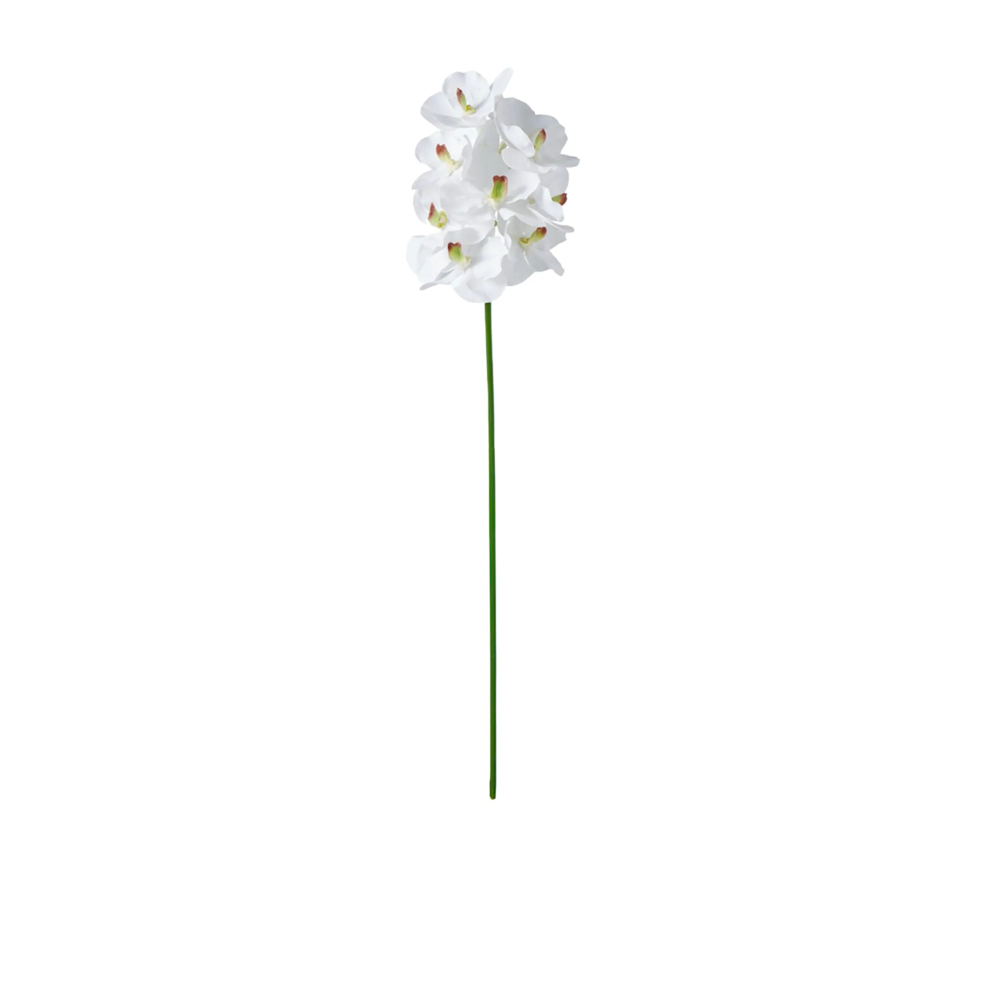 Rogue Vanda Orchid 66cm White Image 1